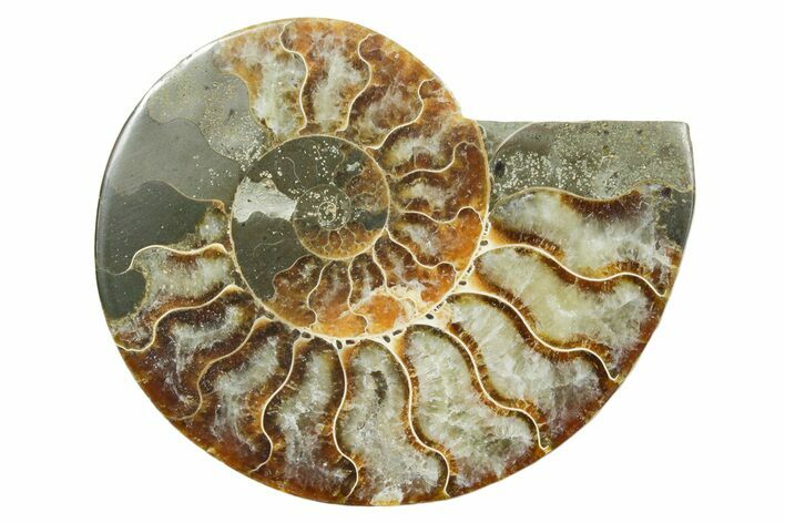 Cut & Polished Ammonite Fossil (Half) - Madagascar #354173